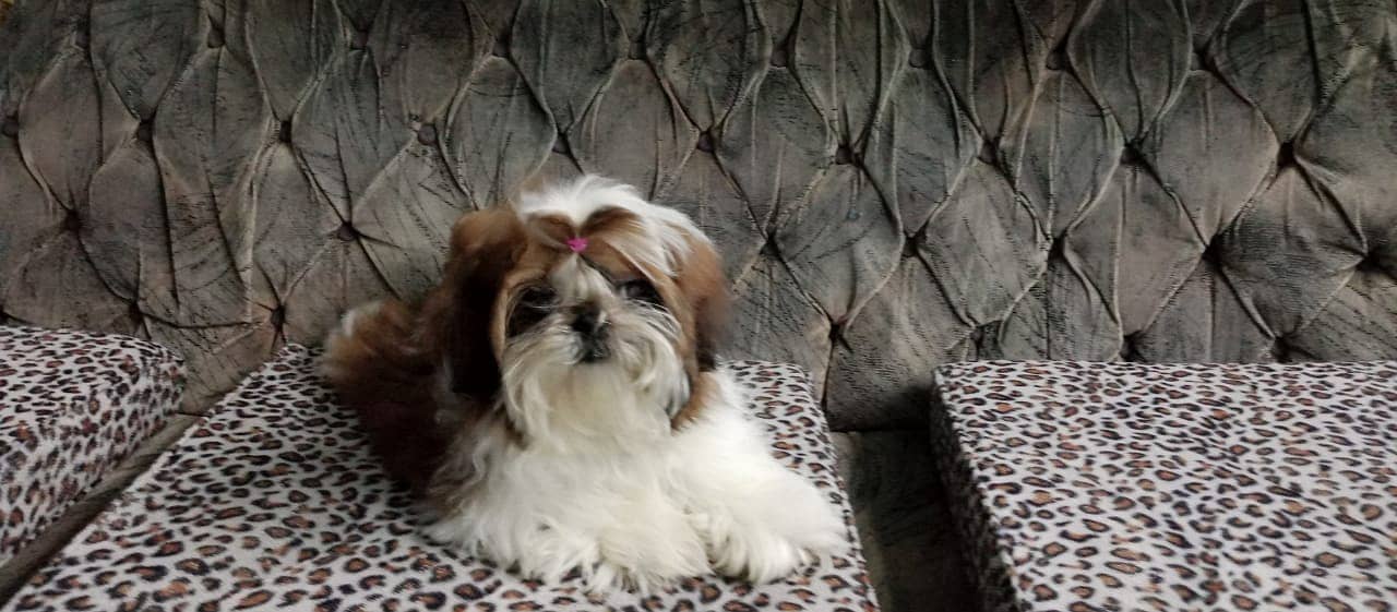 4 generation pedigree Microchip shih tzu female available 3