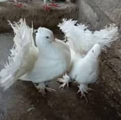 3-4 months white pure lucka kabootar available