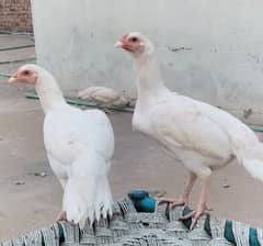 Heera aseel eggs for sale