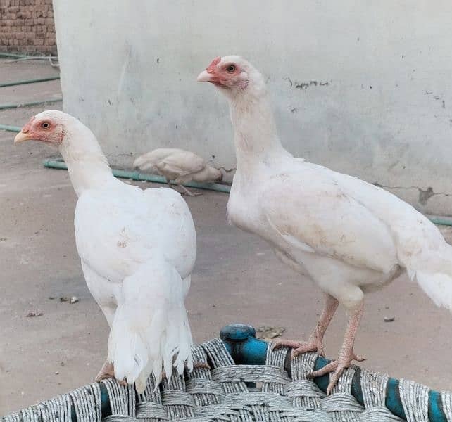 Heera aseel eggs for sale 0