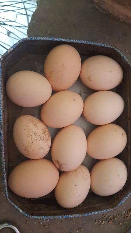 Heera aseel eggs for sale 4