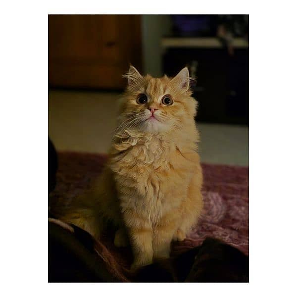 Persian hamalian british punch face piki face cat's and kitten's 3