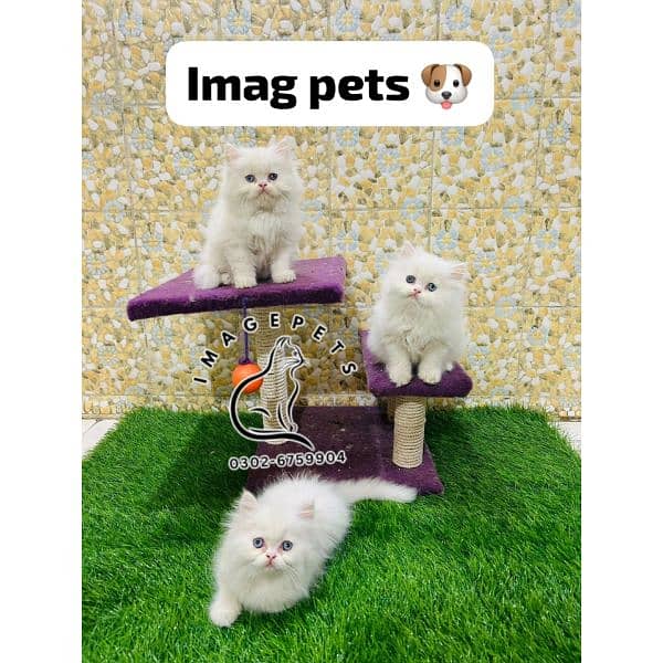 Persian hamalian british punch face piki face cat's and kitten's 4