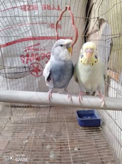 budgies/bujries/Australian