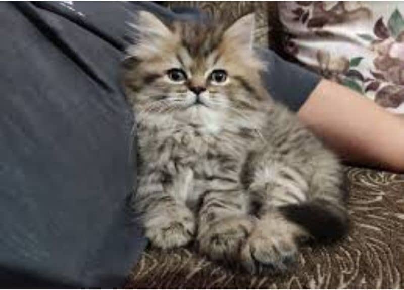 ale kitten available for 2000 . . . 1