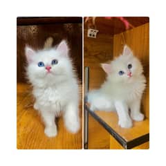 Persian hamalian british punch face piki face cat's and kitten's