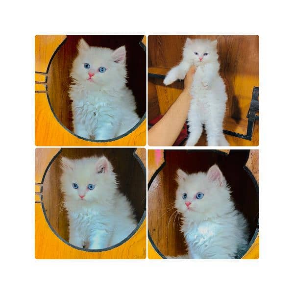 Persian hamalian british punch face piki face cat's and kitten's 1