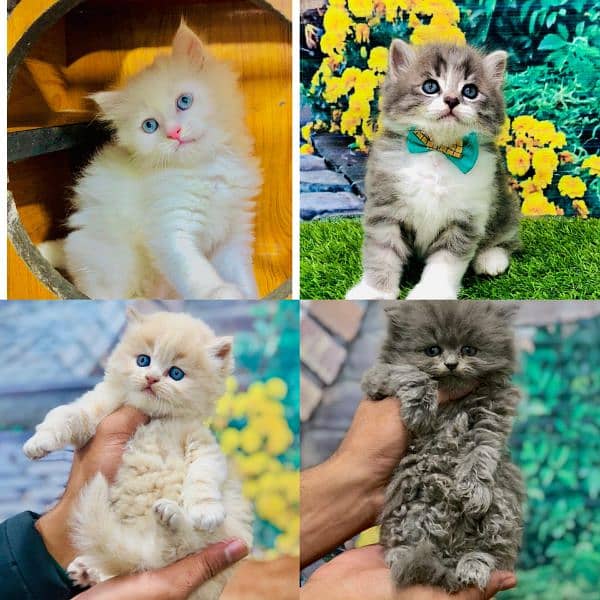 Persian triple coated punch face cat and kitten available for sale 8