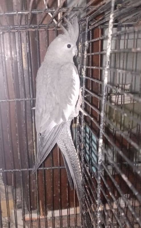 gray cockatiel 0