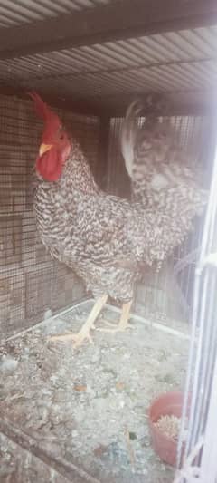 Plymouth Rock Murgha Rooster Original American Breed and price 12.000