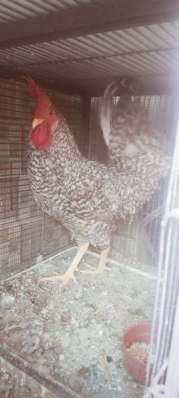 Plymouth Rock Murgha Rooster Original American Breed and price 9000 0