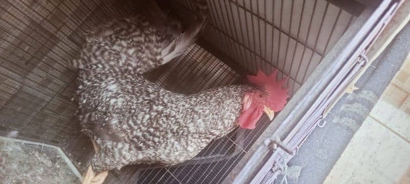 Plymouth Rock Murgha Rooster Original American Breed and price 9000 1