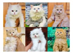 Persian hamalian british punch face piki face cat's and kitten's