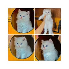 Persian hamalian british punch face piki face cat's and kitten's