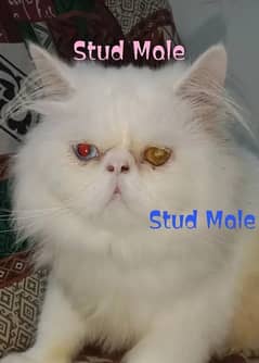 Piki Face Odd eye Stud Male | Peki | Peke | Stud | matting| Persian