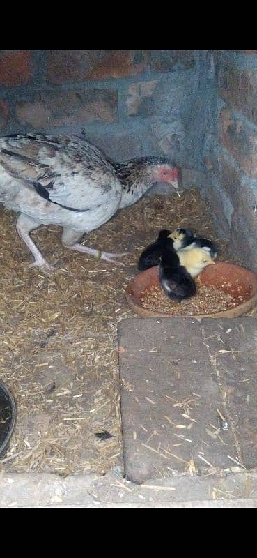 aseel madi with chicks 3