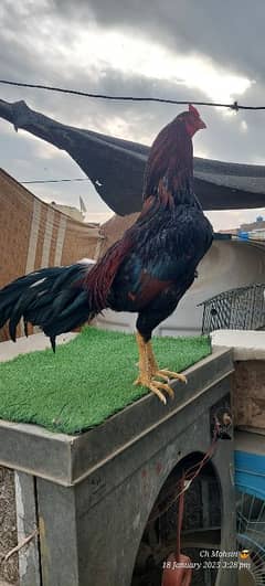 ASEEL MIANWALI QUALITY BIRD