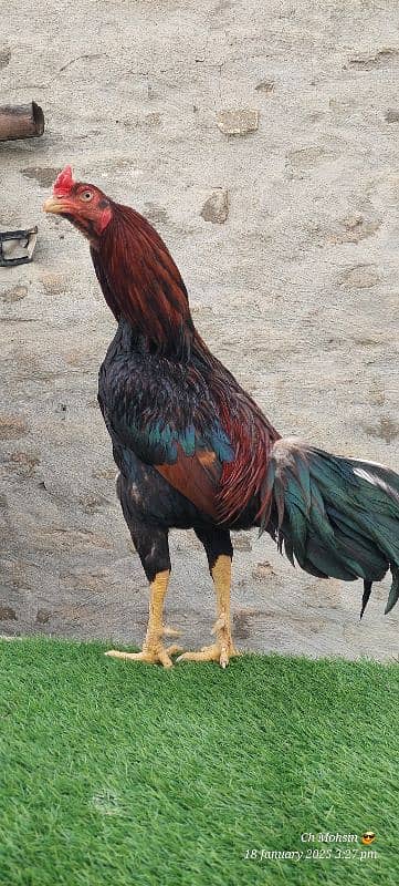 ASEEL MIANWALI QUALITY BIRD 2