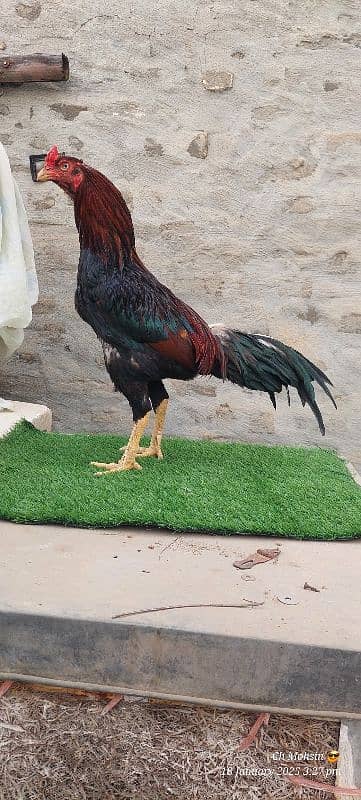 ASEEL MIANWALI QUALITY BIRD 4