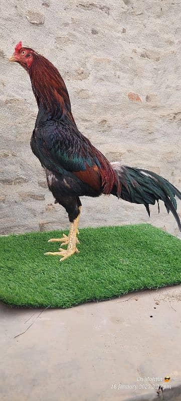 ASEEL MIANWALI QUALITY BIRD 6