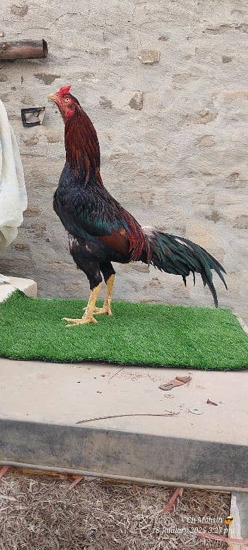 ASEEL MIANWALI QUALITY BIRD 7