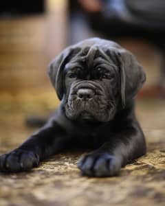 cane Corso 03234696626