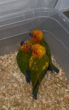 Sunconure