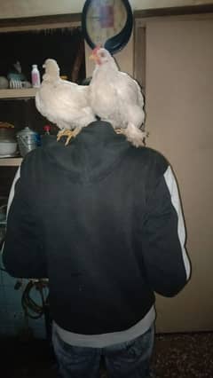 bantam chicks pair age 3 months