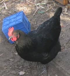 2 Australorp hens_astrolop_3 daisi golden misri hen _03078071654