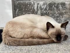 siamese cat up for adoption