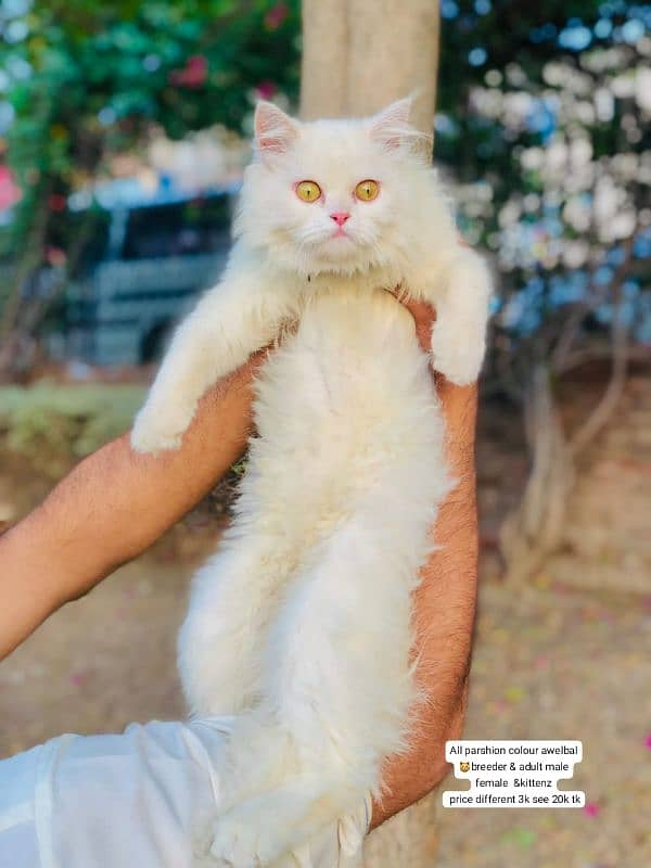 Persian triple coated punch face kitten available for sale 5