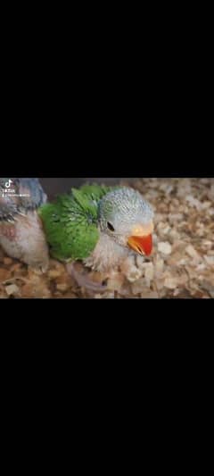 Green ringneck chicks