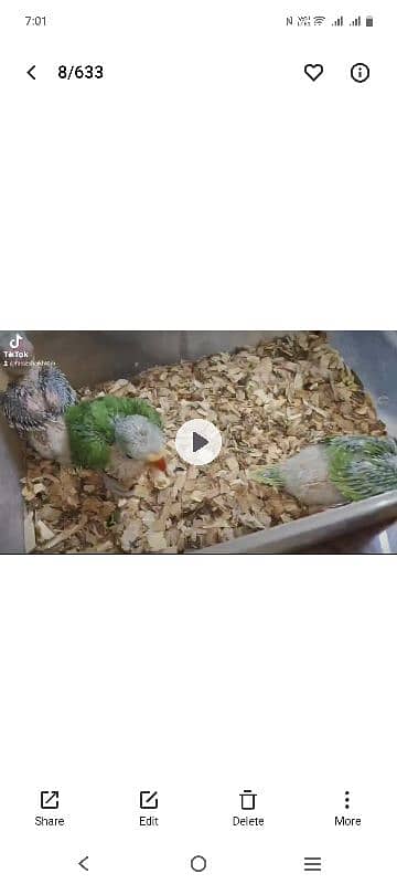 Green ringneck chicks 1