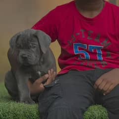 cane Corso 03234696626