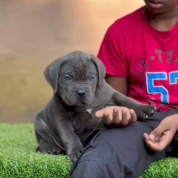 cane Corso 03234696626 2