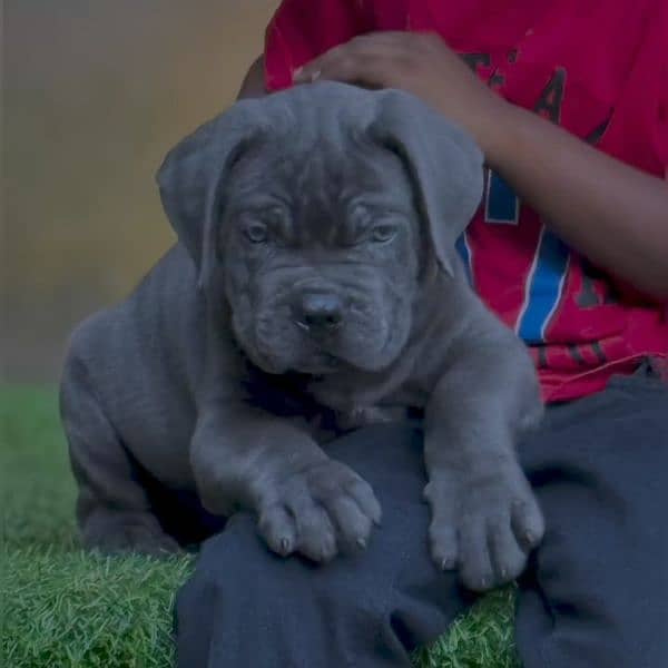 cane Corso 03234696626 3