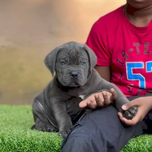 cane Corso 03234696626 0