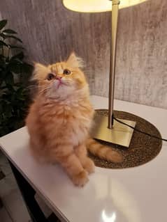 Persian ginger cat