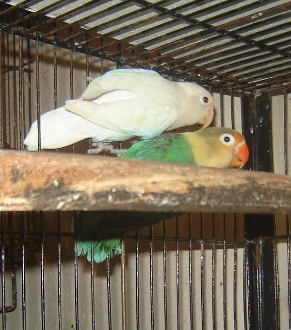 Love birds breader pair 1