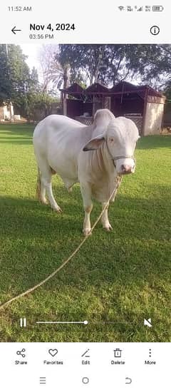 Cow for Sale