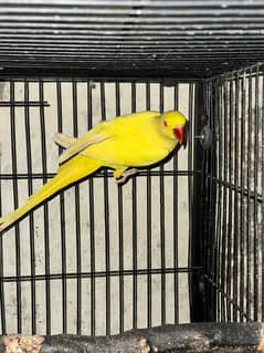 Yellow Ringneck Red eye Male