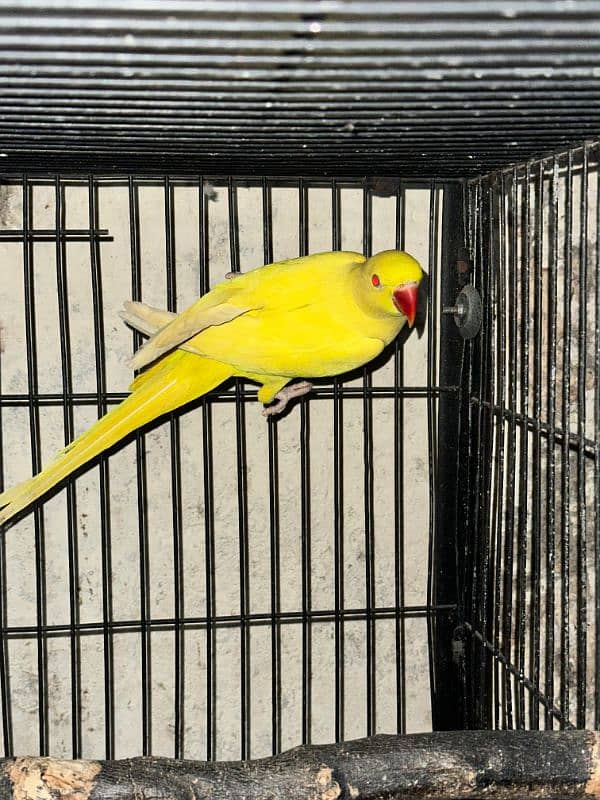 Yellow Ringneck Red eye Male 0