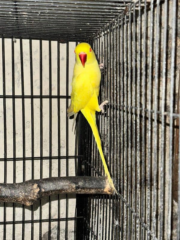 Yellow Ringneck Red eye Male 1