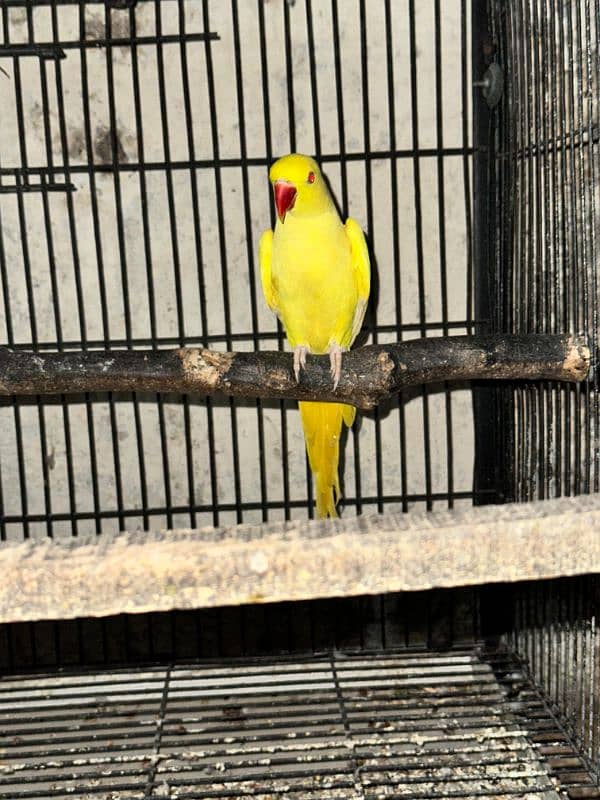 Yellow Ringneck Red eye Male 2