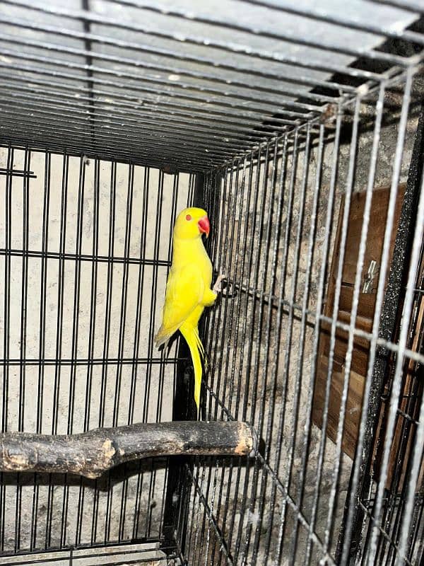 Yellow Ringneck Red eye Male 3