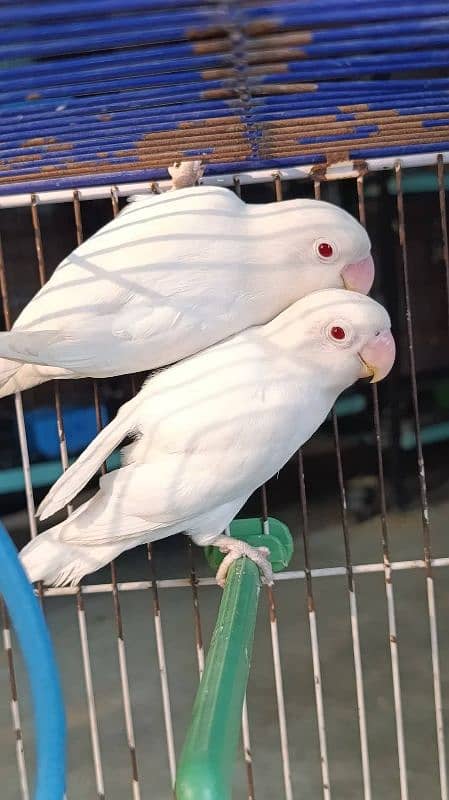 Albino red eyes and Albino red eyes split 0