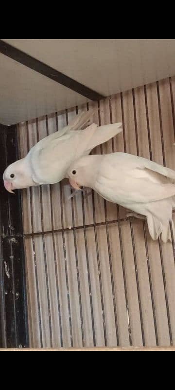 Albino red eyes and Albino red eyes split 2