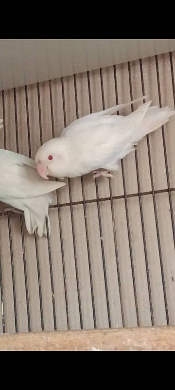 Albino red eyes and Albino red eyes split 3