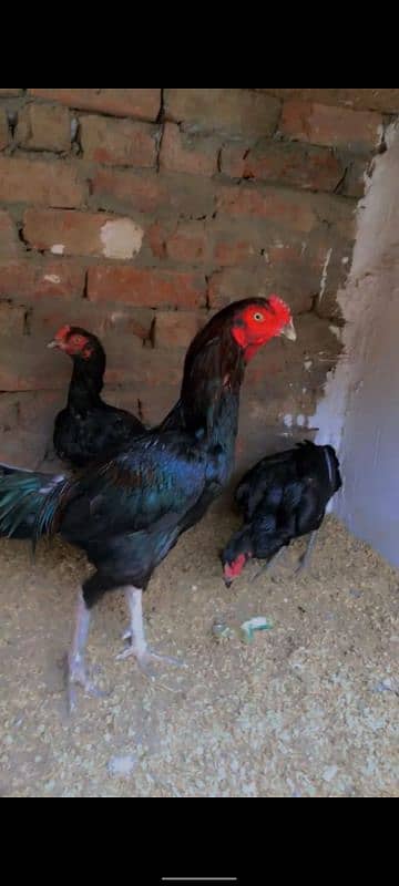 lasani murga Sleete chicks , starter Desi hen l 5