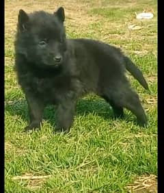 Black German Shepherd Male Dog / German Shepherd Long Coat Puppy